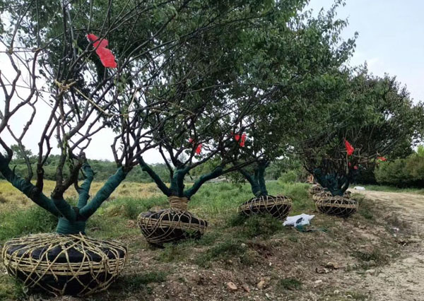 18���ּt÷��(sh��)��(zh��n)��l(f��)؛