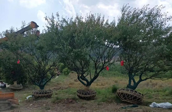 18���ּt÷��(sh��)��(zh��n)��l(f��)؛