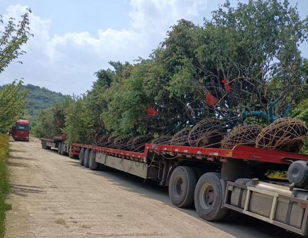 18���ּt÷��(sh��)�b܇�l(f��)؛