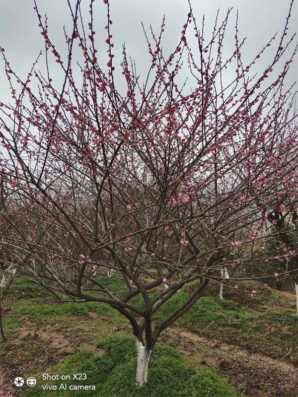 ԭ���t÷��(sh��)