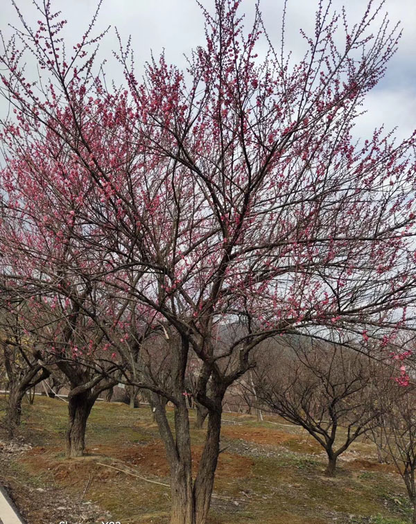 ԭ���t÷��(sh��)