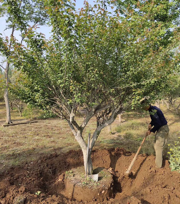 15���ּt÷��r��_�L�dȫ����ľ���l(f��)��ɽ�|���u3���15���ּ޽Ӽt÷