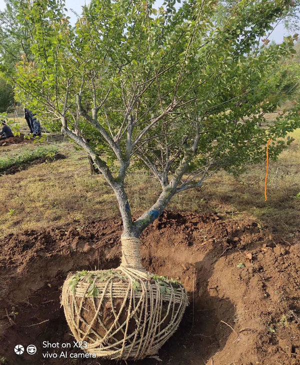 15���ּt÷��r��_�L�dȫ����ľ���l(f��)��ɽ�|���u3���15���ּ޽Ӽt÷