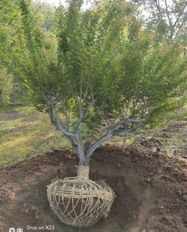 15���ּt÷��r��_�L�dȫ����ľ���l(f��)��ɽ�|���u3���15���ּ޽Ӽt÷