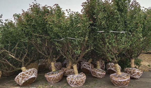 15���ּt÷��r��_�L�dȫ����ľ���l(f��)��ɽ�|���u3���15���ּ޽Ӽt÷