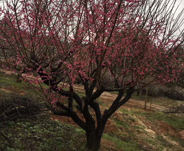 18���ּt÷��