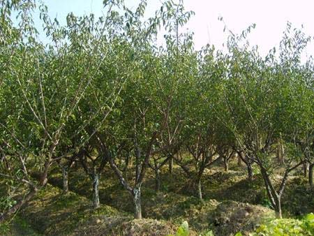 5���ּt÷�����