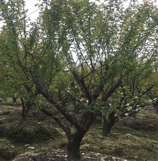 �޽Ӽt÷�����