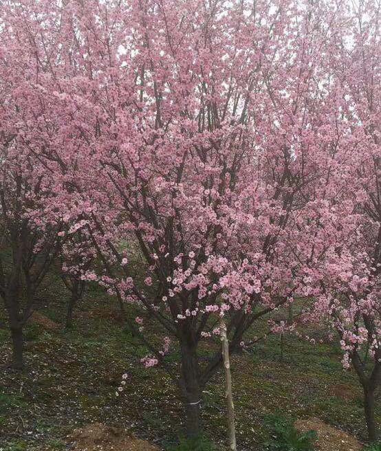 8���ּt÷��(sh��)�r(ji��)���Ƕ�����