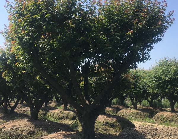 20������ɰ÷