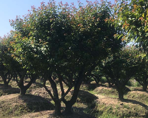 20������ɰ÷