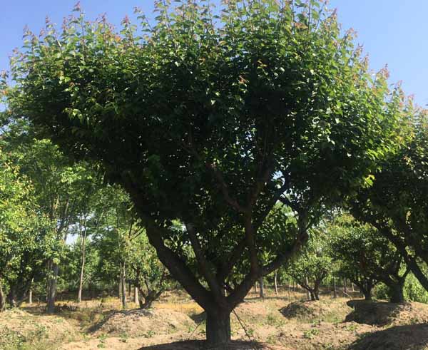 25���֌m��÷