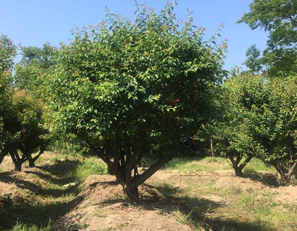 22���֌m��÷