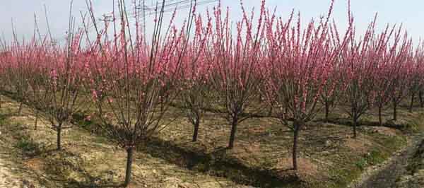 5���ּ޽Ӽt÷���Ј��r���Ƕ��٣�