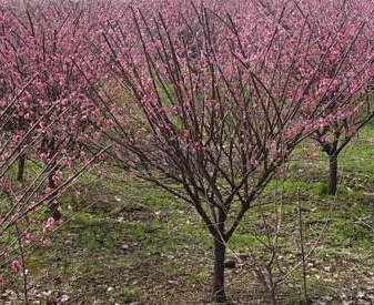 6������ɰ�t÷