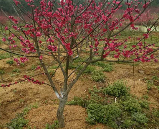 7���ּt÷��