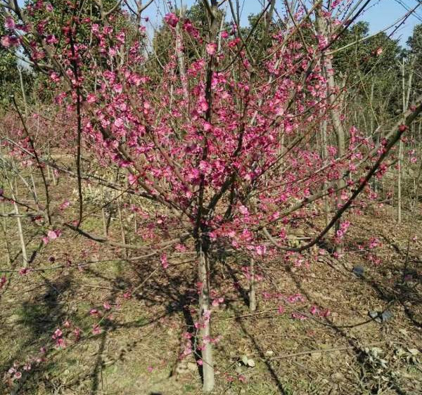 �t÷��7����ʲô�r(ji��)��?