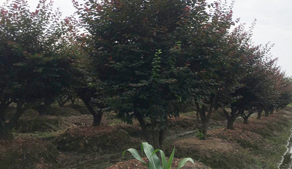 30-30���ּt÷��Nֲ����