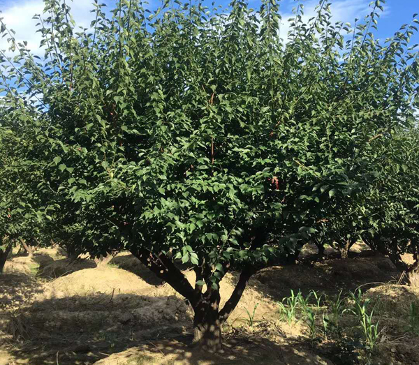 �t÷���ع���(y��ng)15-30�������Լ޽�����t÷