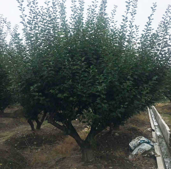 �t÷���ع���(y��ng)15-30�������Լ޽�����t÷