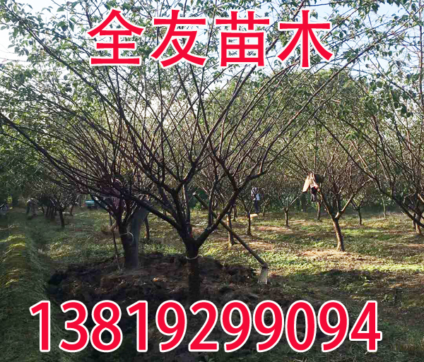 9���ּt÷����ȡ��