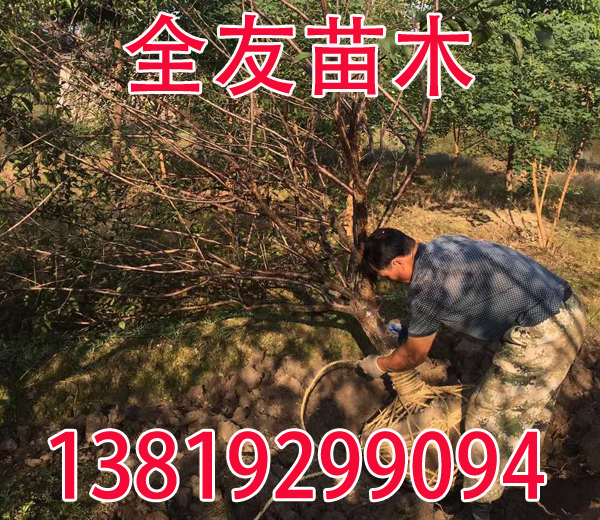 9���ּt÷��ȡ�������