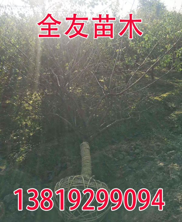 9���ּt÷��ȡ�����