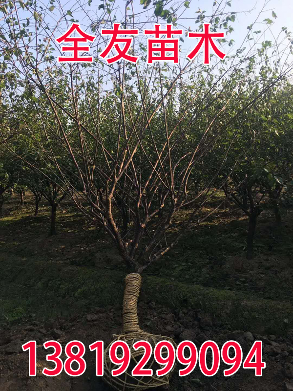 9���ּt÷��ȡ�����