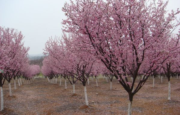 6��������÷