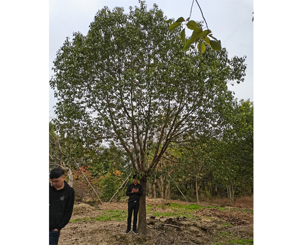 25��������