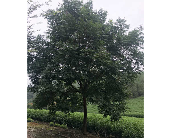 18���֟o����