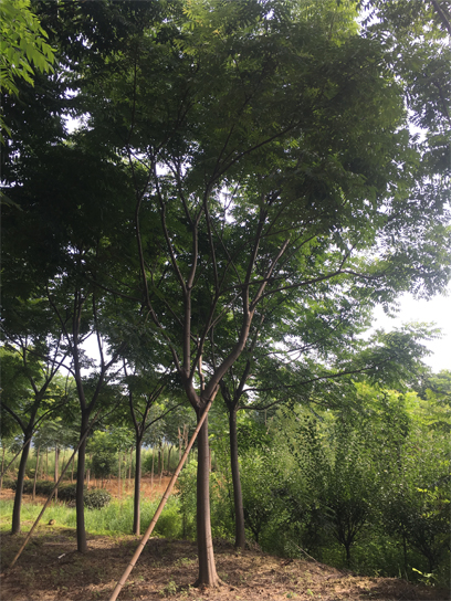 15�����Sɽ���