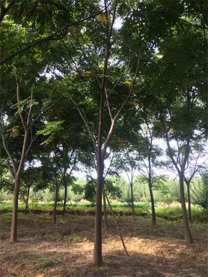 15�����Sɽ���