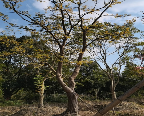 25���֞���