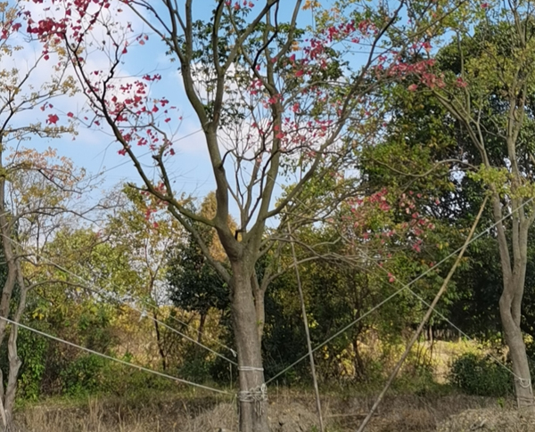 20���֞���