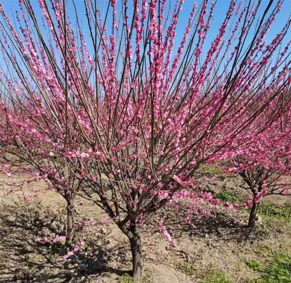 5-30���ּt÷����������