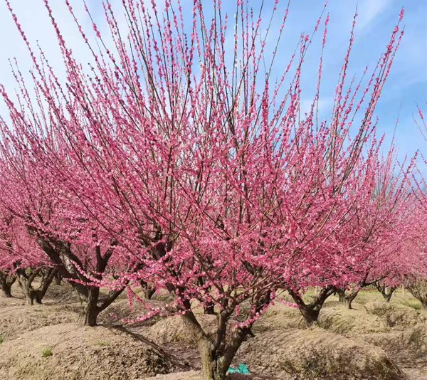 5-30���ּt÷����������