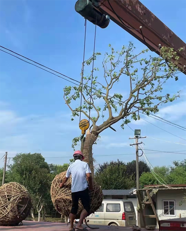 ����(y��ng)20-26���֏��U���굽�����ڄ�(chu��ng)�خa(ch��n)��