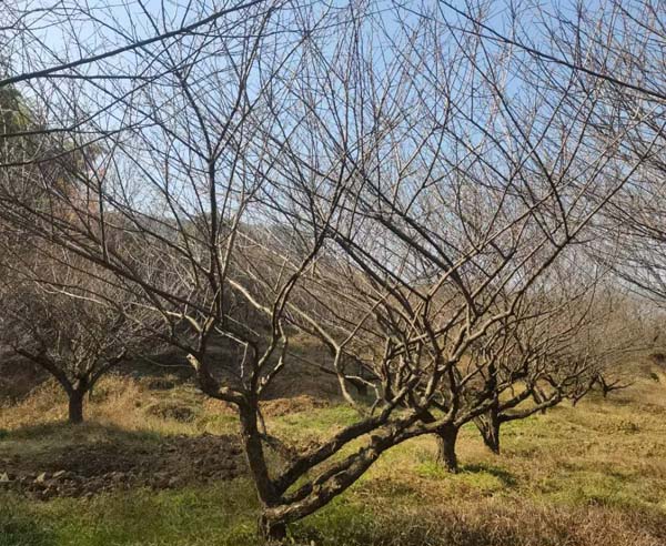 JƷ�Ř��t÷�����l(f��)