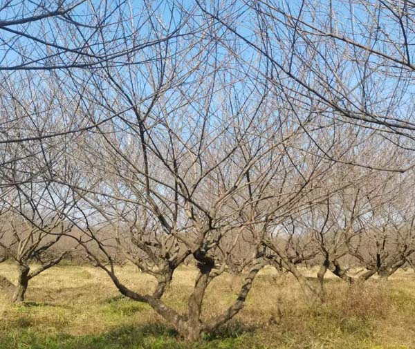 JƷ�Ř��t÷�����l(f��)