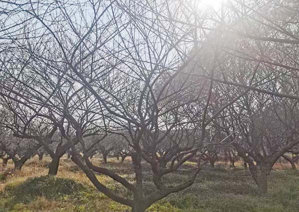 JƷ�Ř��t÷�����l(f��)