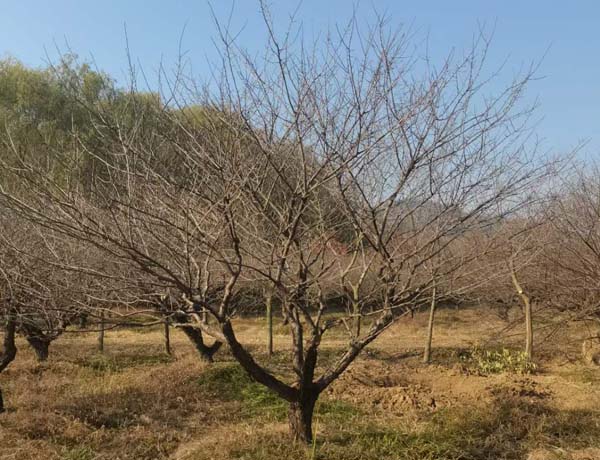 JƷ�Ř��t÷�����l(f��)