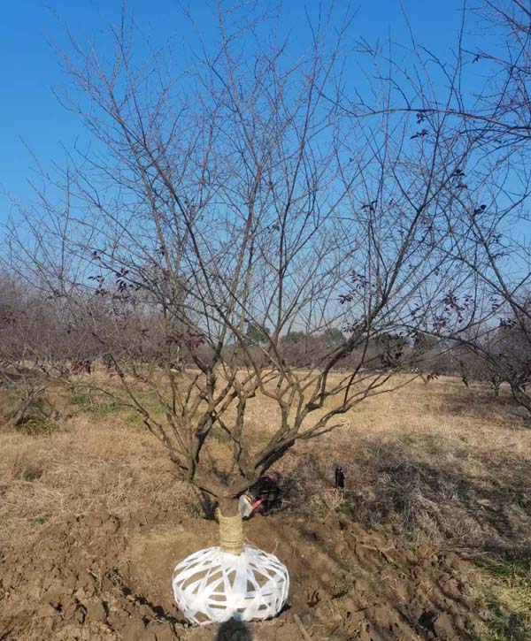 14����JƷ�t÷��ȡ�����ȴ��͑��Լ��_܇�b؛��