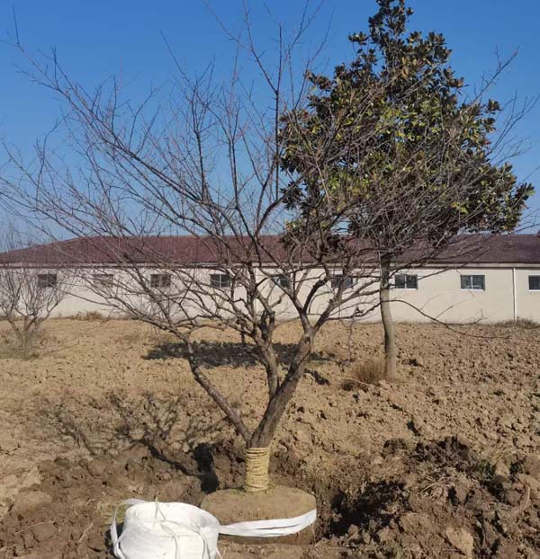 14����JƷ�t÷��ȡ�����ȴ��͑��Լ��_܇�b؛��