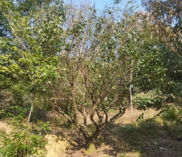 20-25����JƷ�Ř��t÷ȡ��l(f��)؛