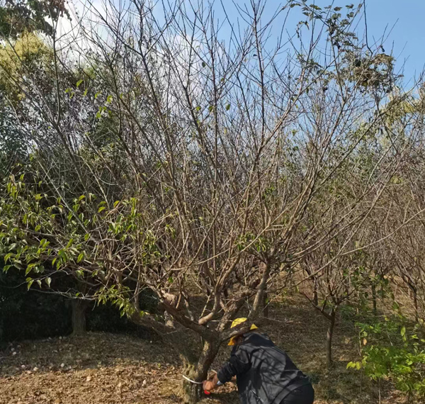 20-25����JƷ�Ř��t÷ȡ��l(f��)؛