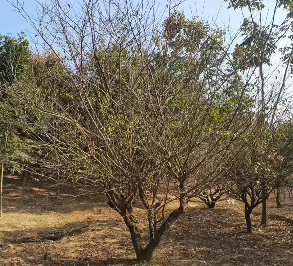 20-25����JƷ�Ř��t÷ȡ��l(f��)؛