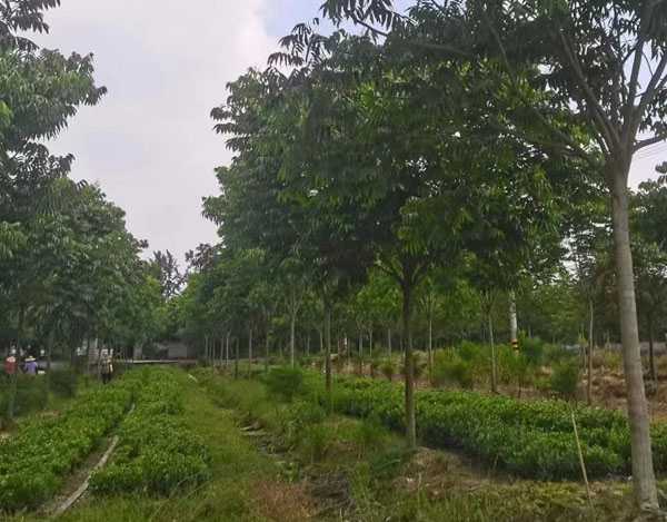 12���֟o����