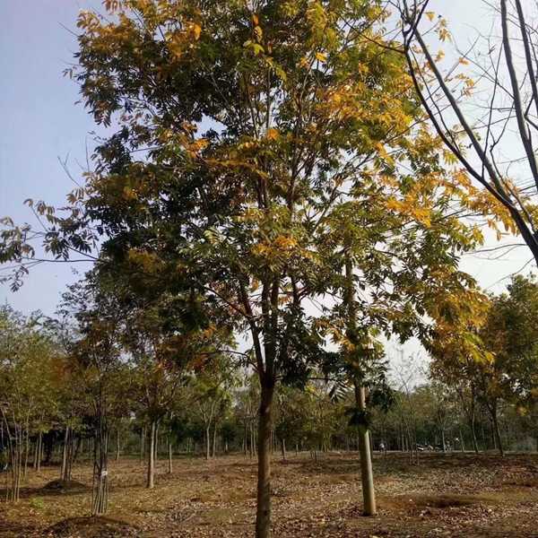 12���֟o(w��)����