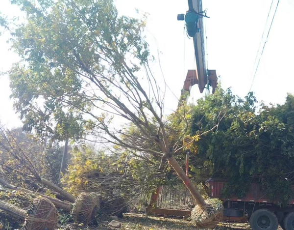 20���֟o����